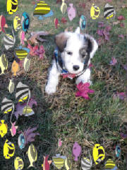 Schnoodle Puppy