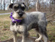 Miniature Schnauzer