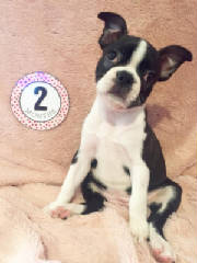 Boston Terrier Puppies