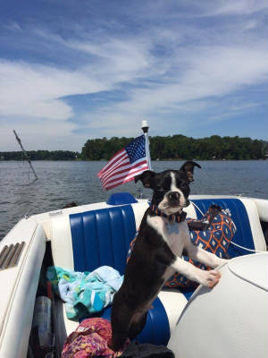 Boston Terrier puppy