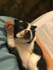 Boston Terrier Puppy