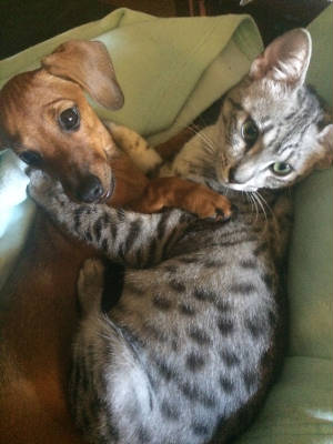 Dachshund Puppies