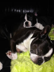 Boston Terrier Puppies