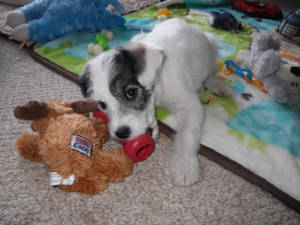 Miniature Schnoodle