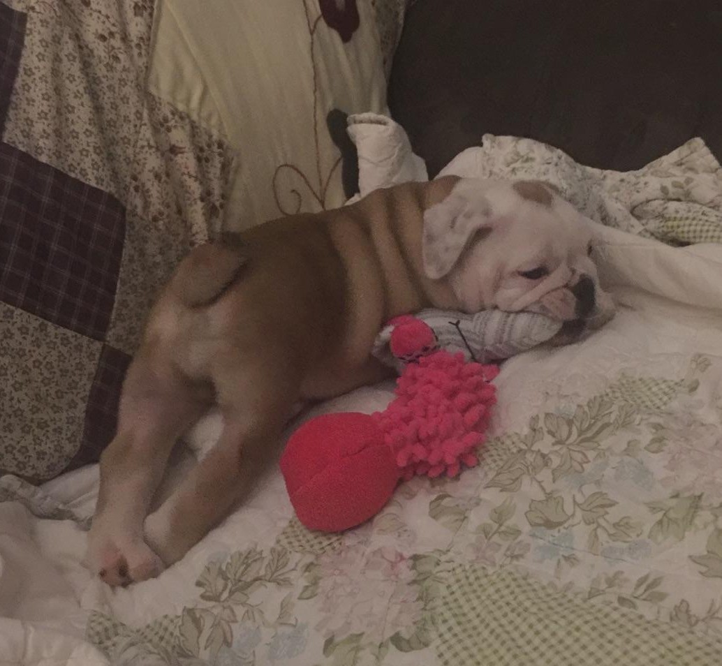 English Bulldog puppies