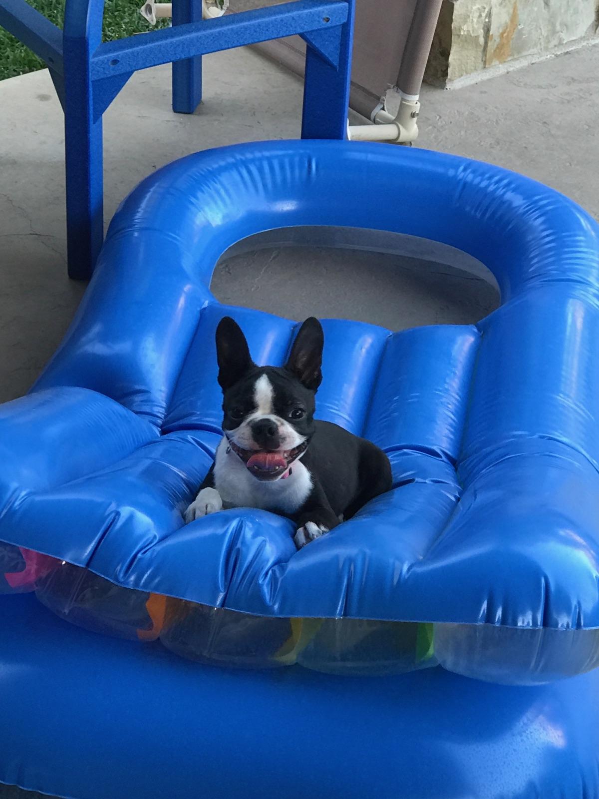 Boston Terrier puppies