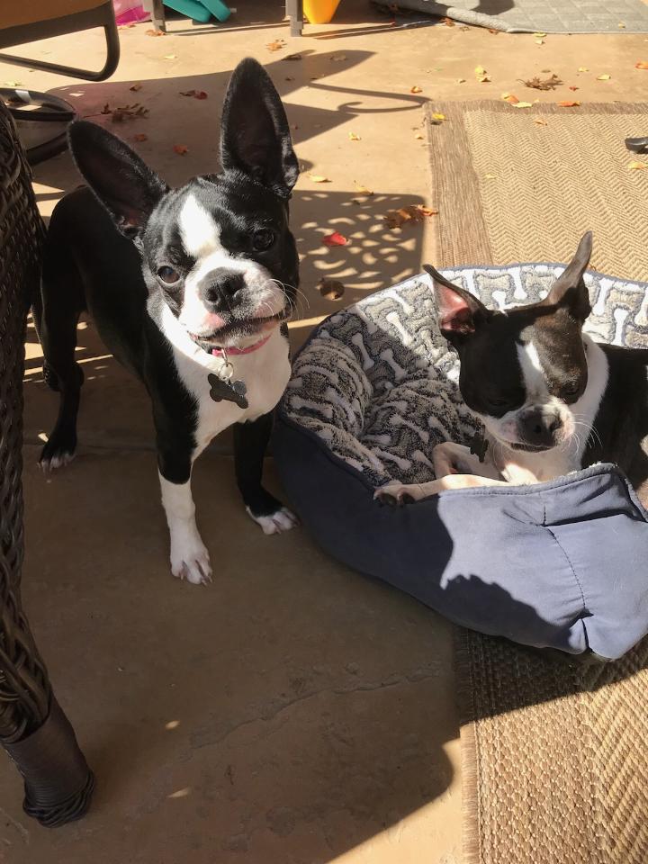 Boston Terrier puppies