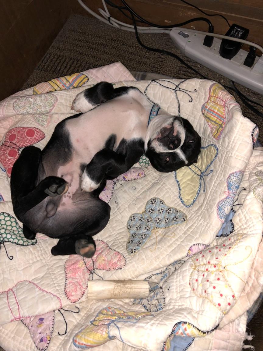 Boston Terrier puppies