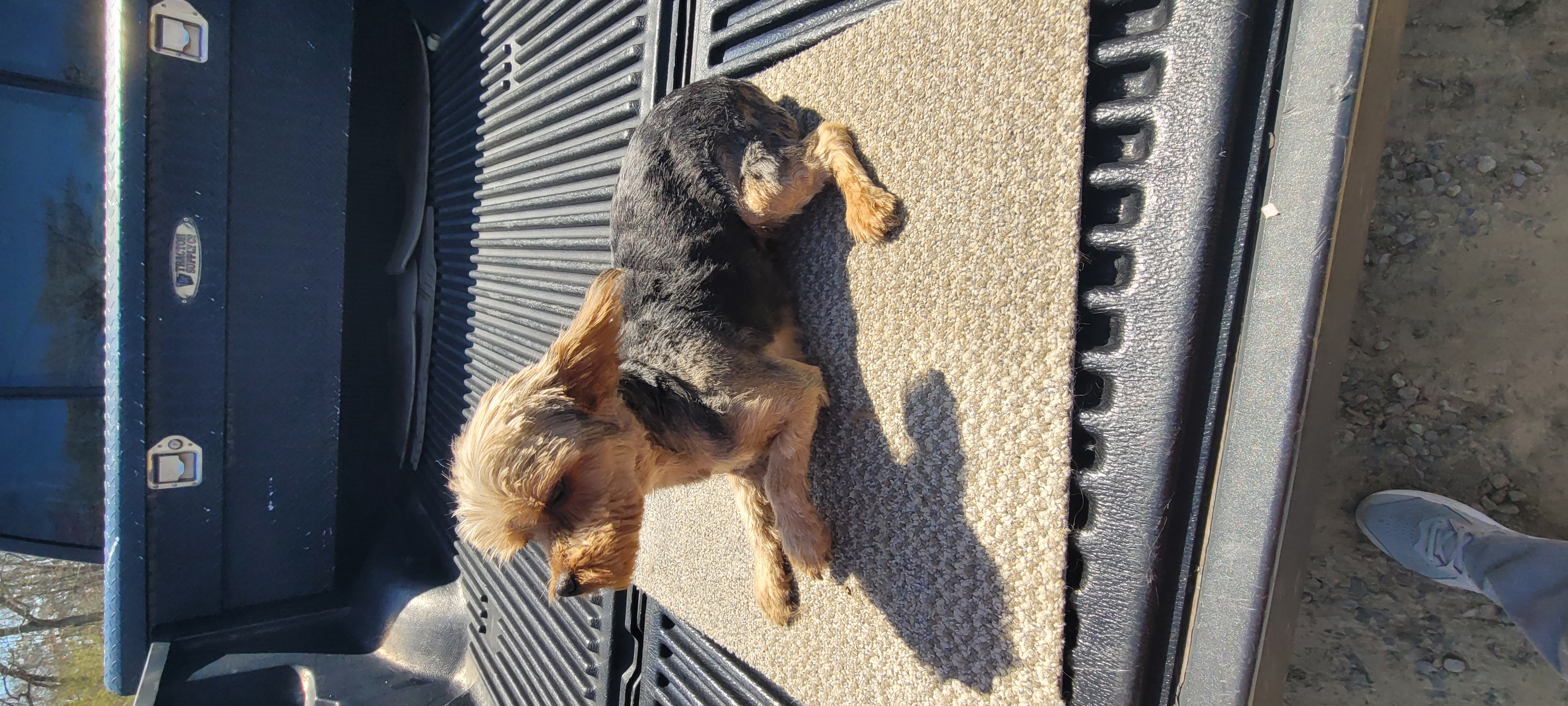 Yorkshire Terrier 