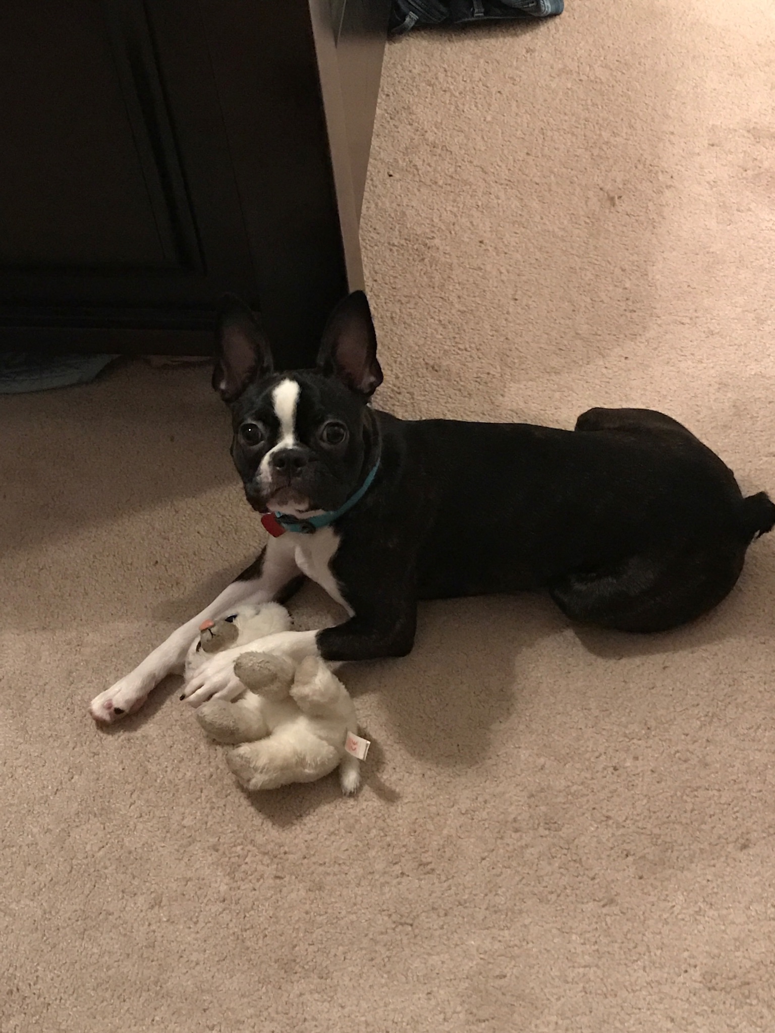 Boston Terrier