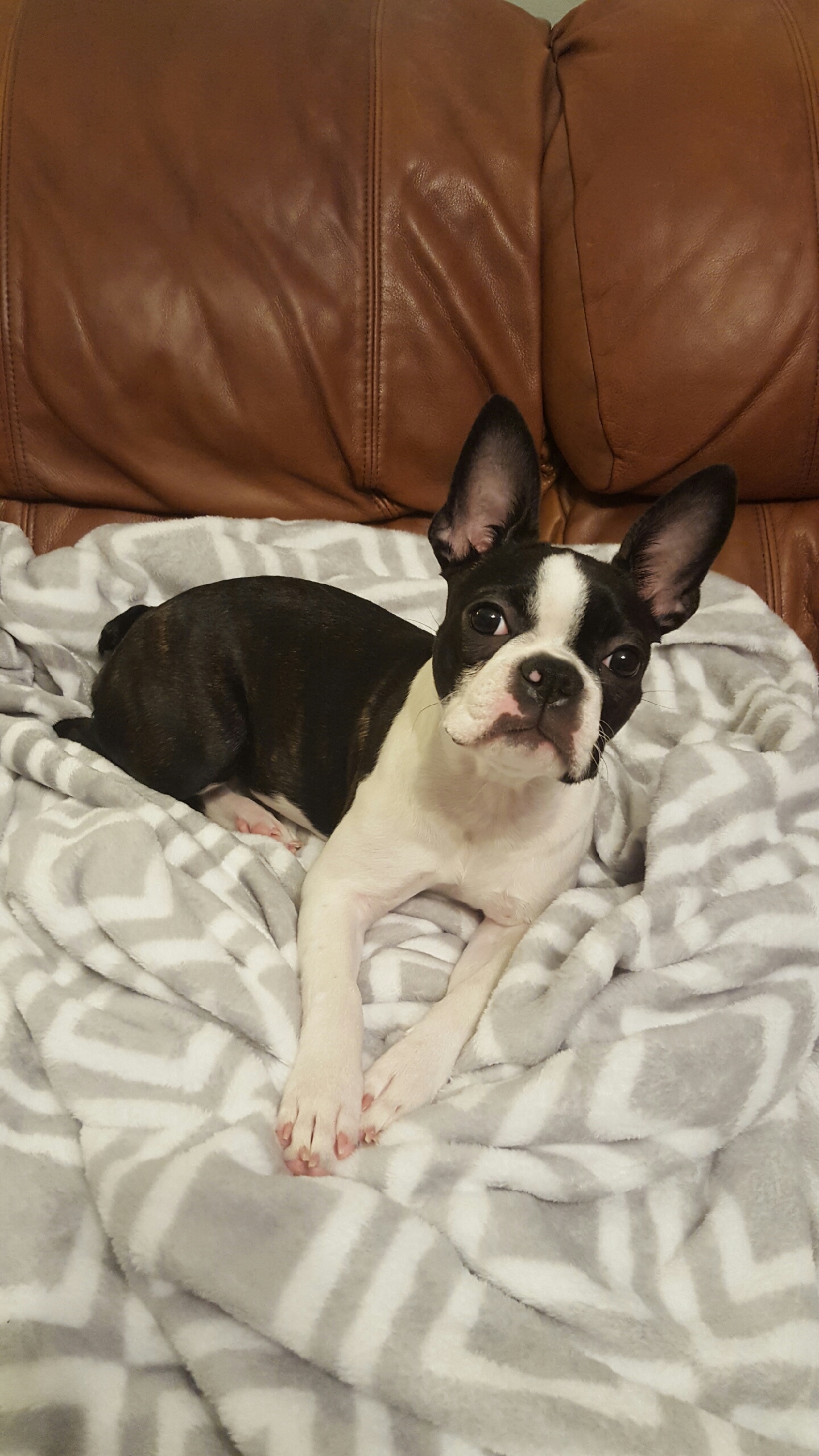 Boston Terrier