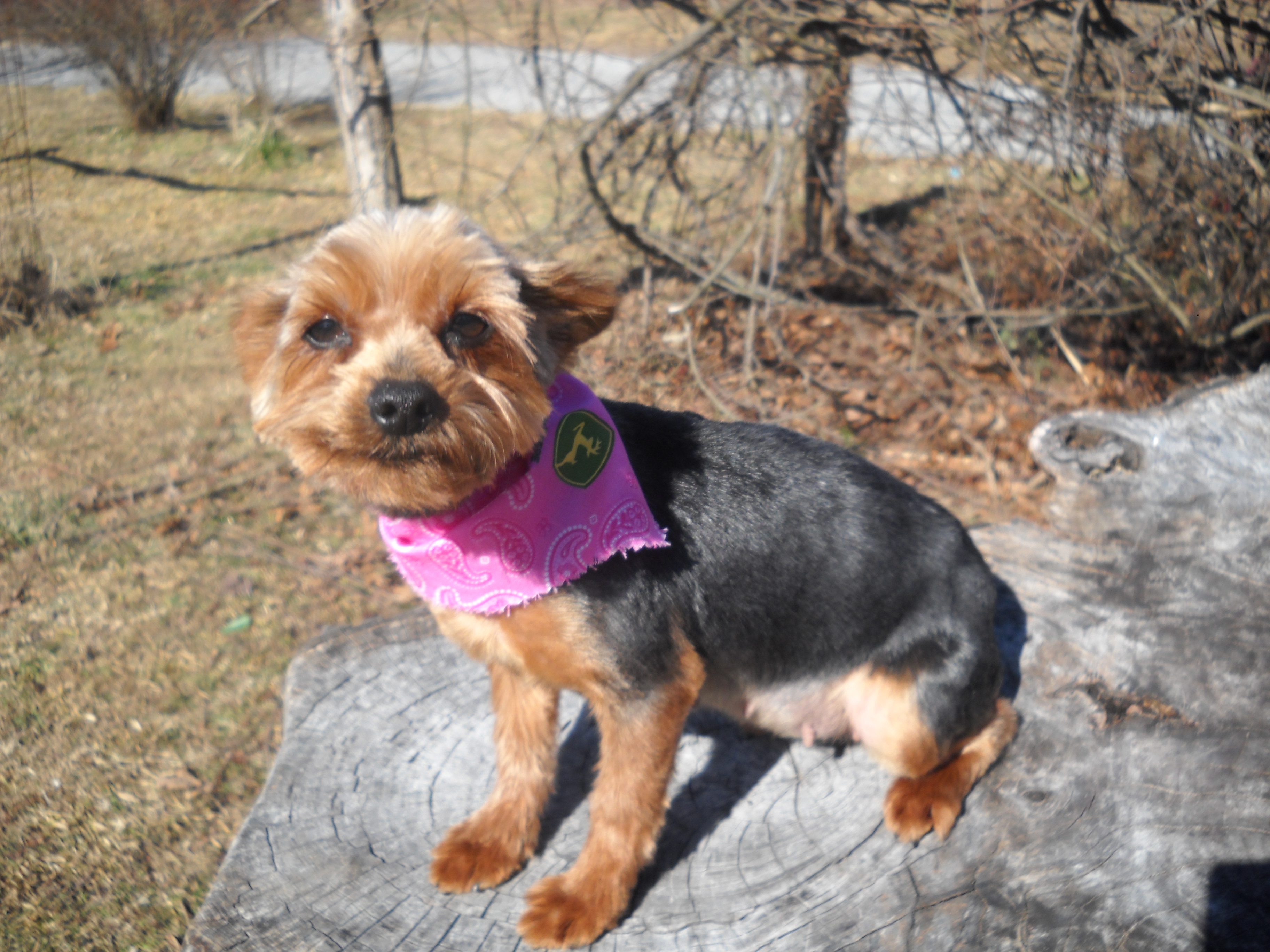 Yorkshire Terrier