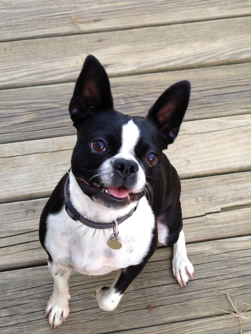 Boston Terrier Puppy