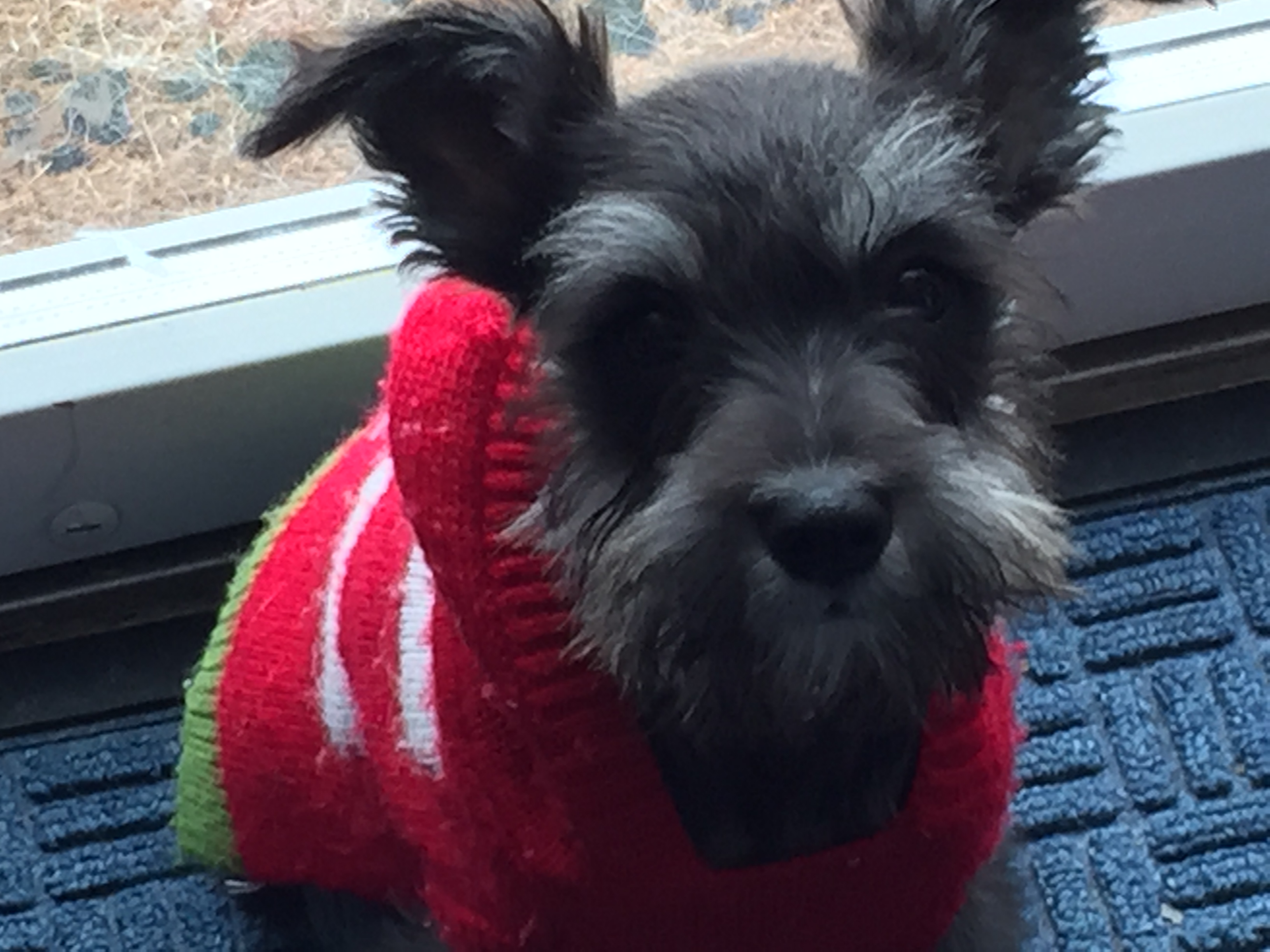 Miniature Schnauzer Puppies