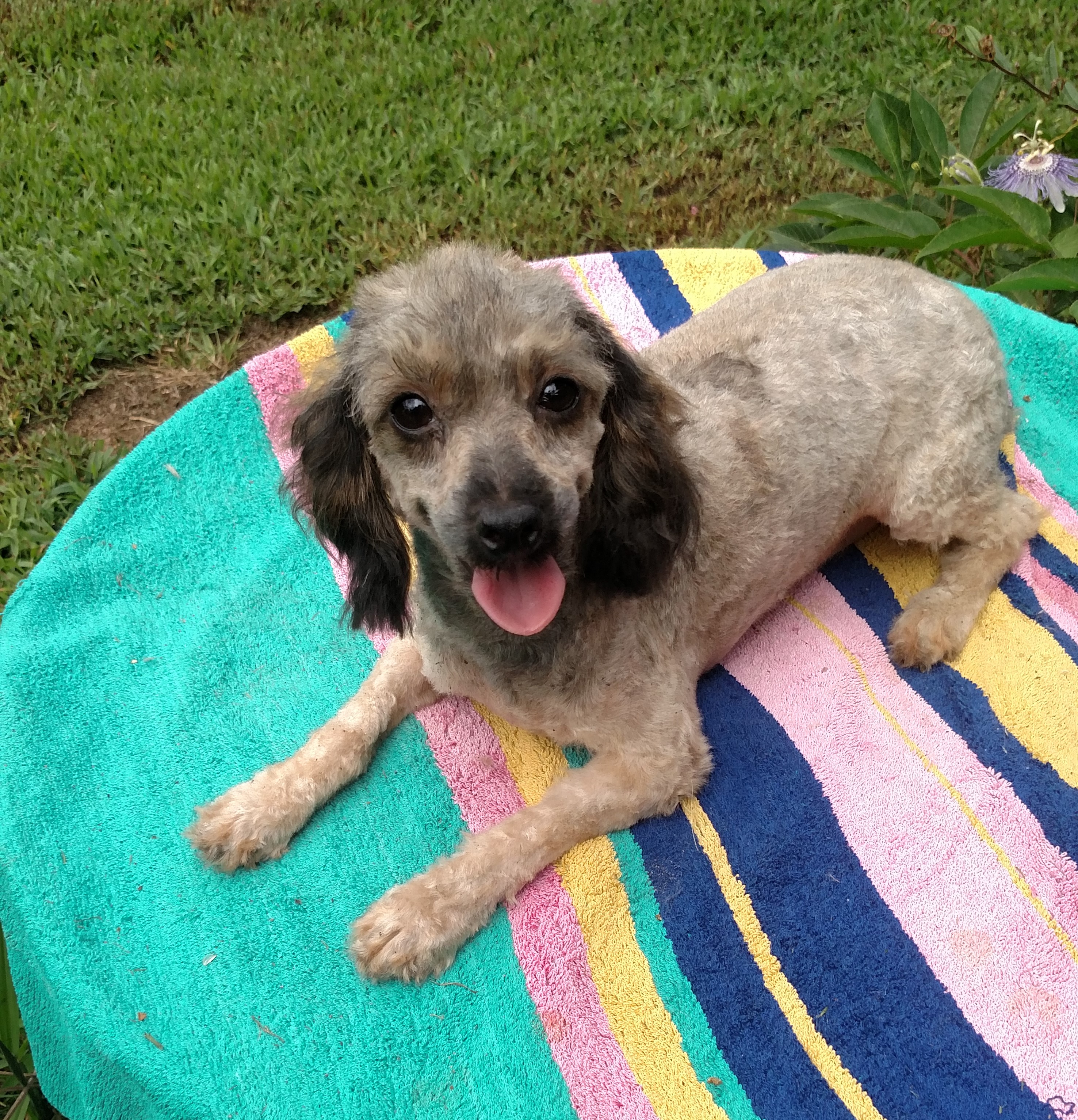 Toy Poodle puppies