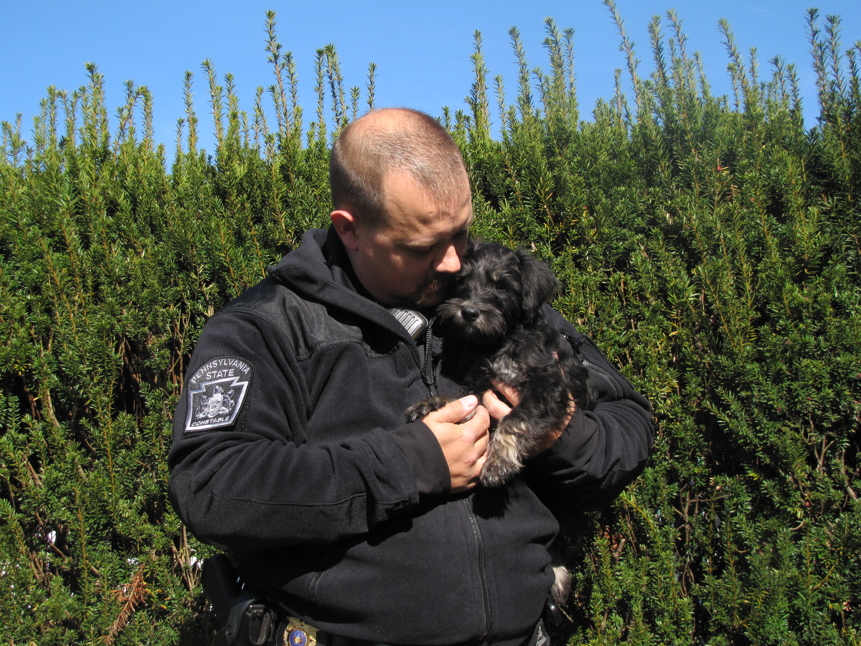 Miniature Schnauzer Puppy