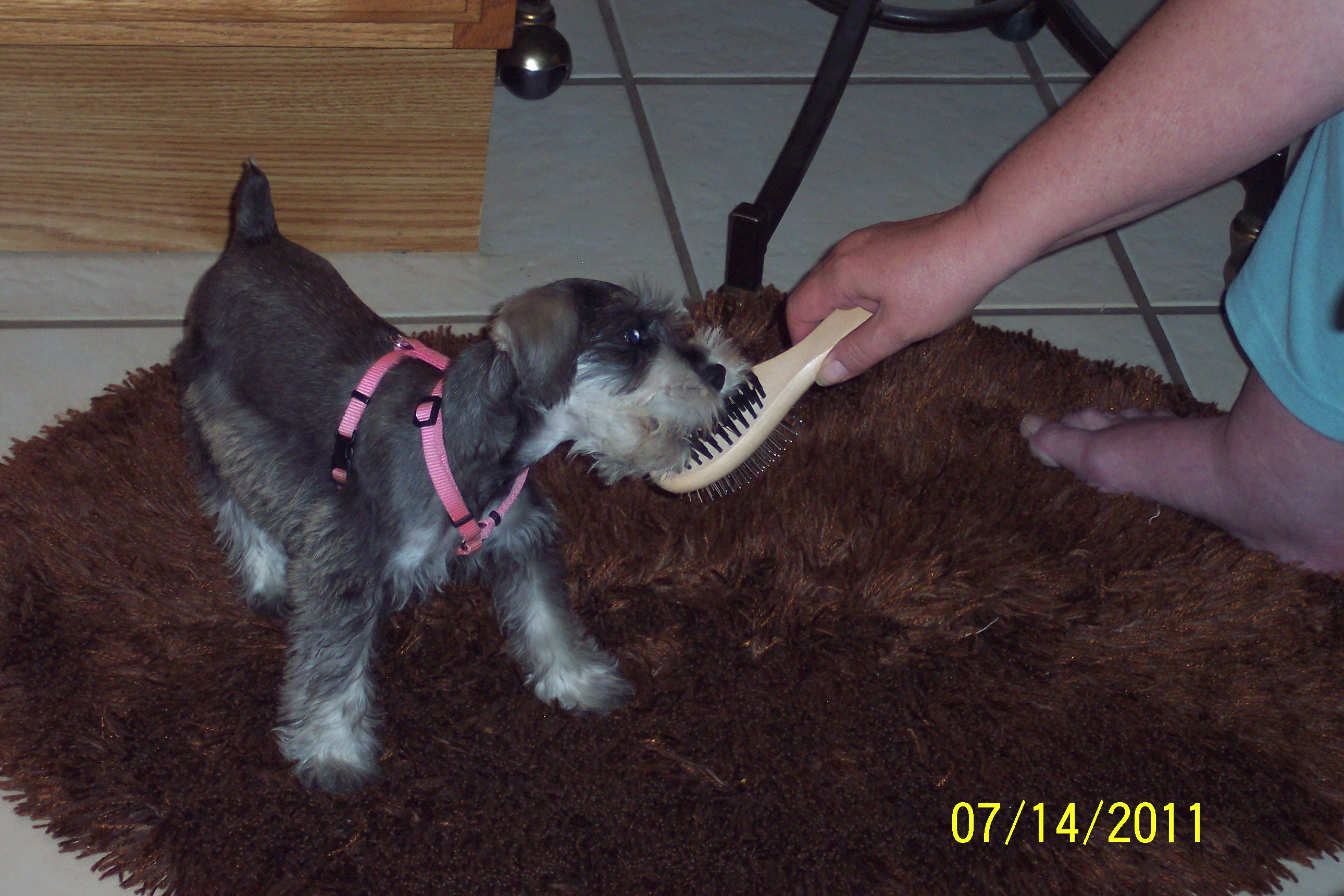 Miniature Schnauzer Female Puppy