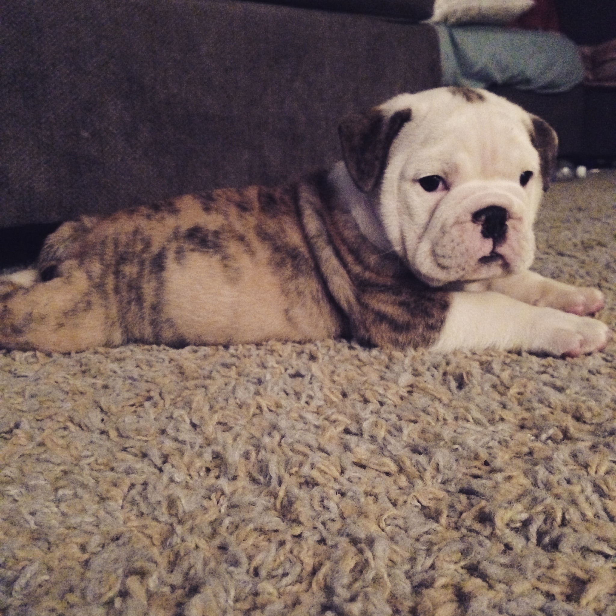 English Bulldog